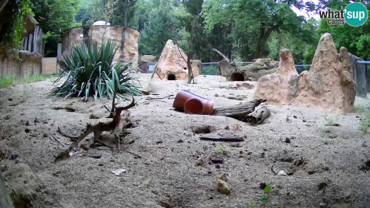 Live cam Zoo Ljubljana – Erdmännchen