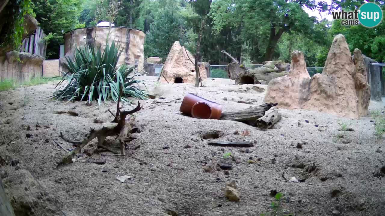 Web kamera Zoo Ljubljana – Merkat