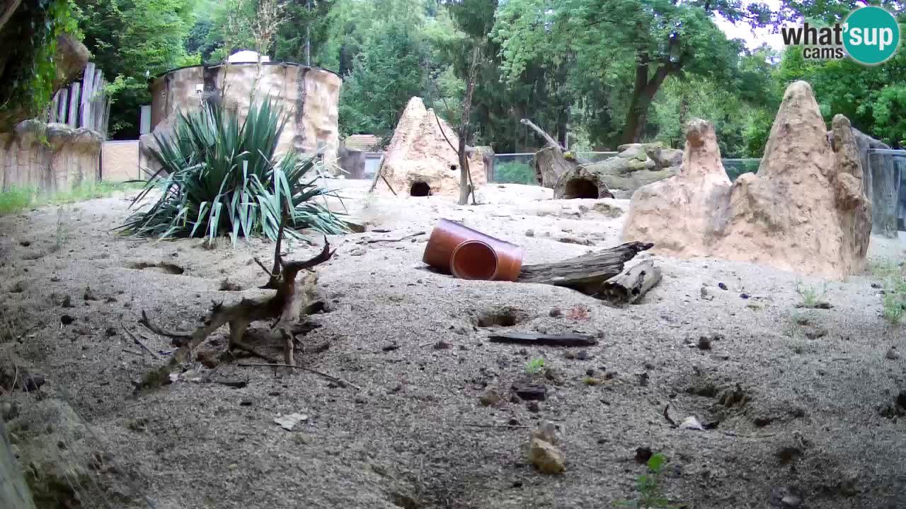 Webcam Zoo Ljubljana – Suricate