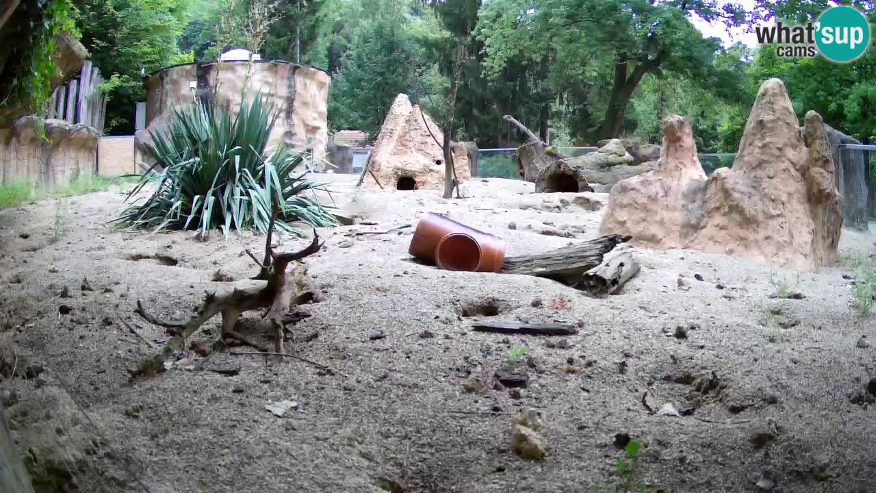 Zoo Ljubljana – Live webcam Meerkat (Suricata)