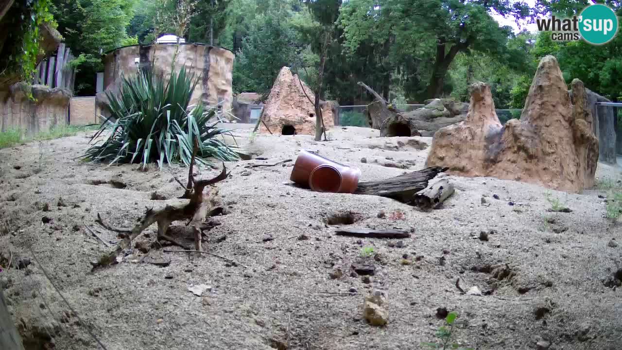 Web kamera Zoo Ljubljana – Merkat