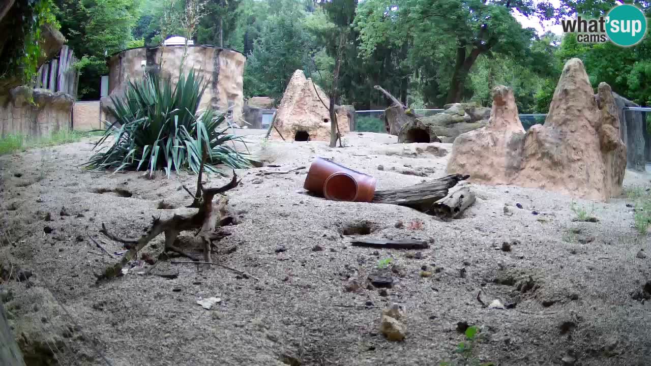 Live cam Zoo Ljubljana – Erdmännchen