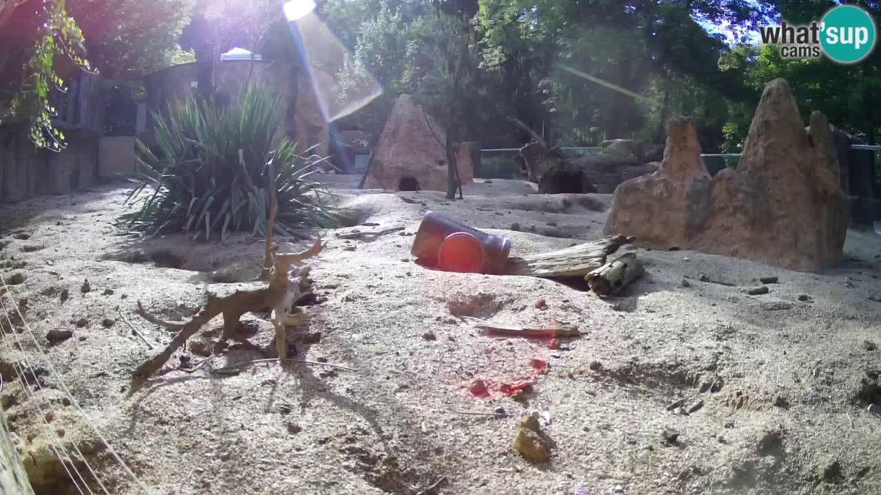 Webcam live Zoo Ljubljana – Suricata