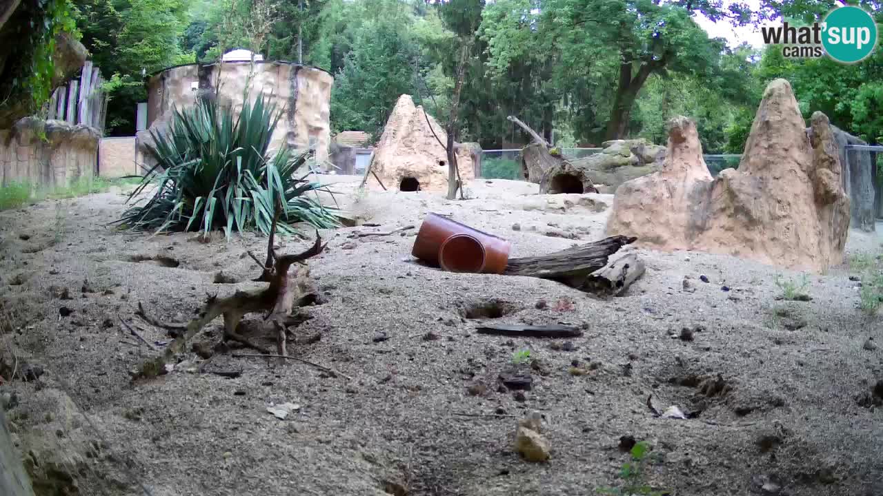Webcam Zoo Ljubljana – Suricate