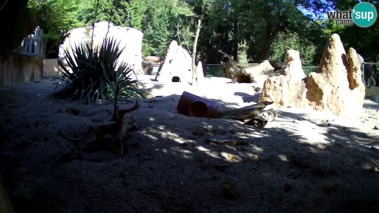 Web kamera Zoo Ljubljana – Merkat