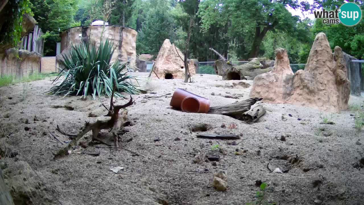 Live cam Zoo Ljubljana – Erdmännchen