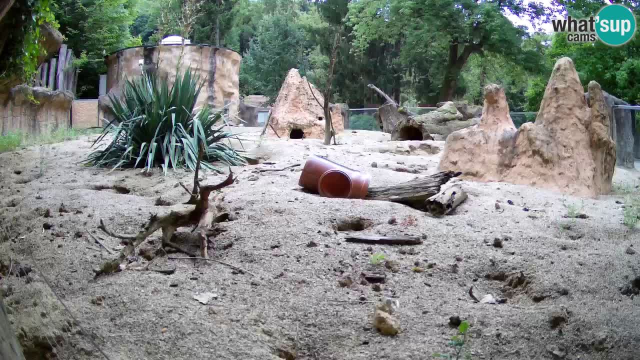 Webcam Zoo Ljubljana – Suricate