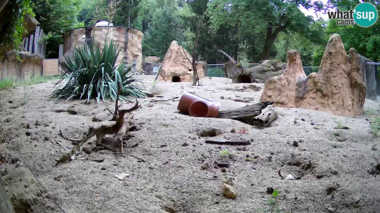 Zoo Ljubljana – Meerkat (Suricata)