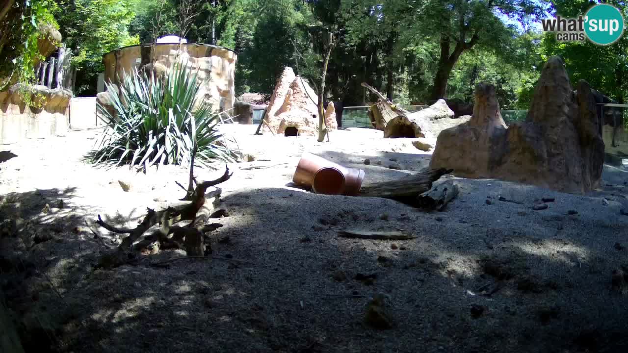 Zoo Ljubljana – Meerkat (Suricata)