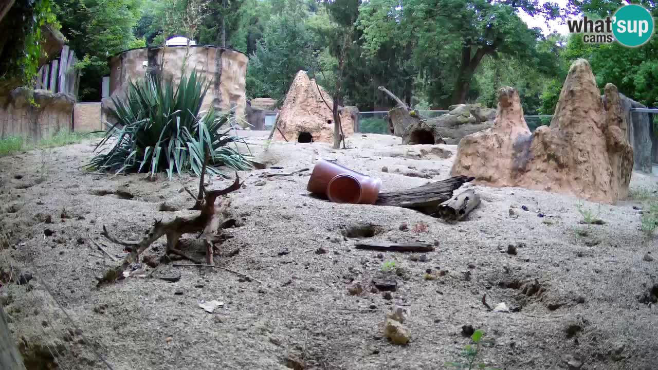 Web kamera Zoo Ljubljana – Merkat