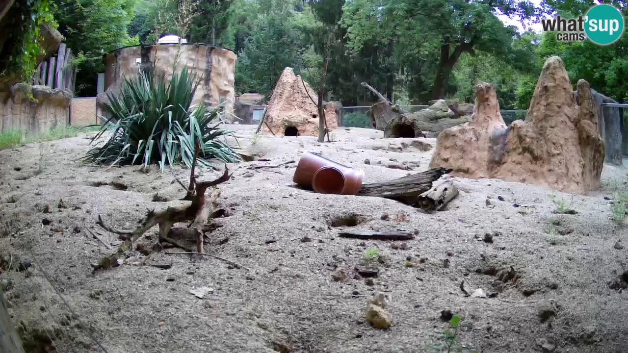 Zoo Ljubljana – Meerkat (Suricata)