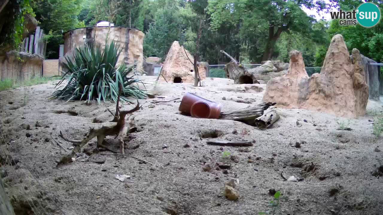 Web kamera Zoo Ljubljana – Merkat