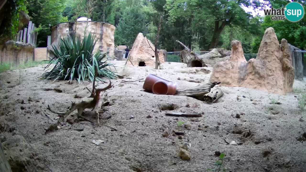 Web kamera Zoo Ljubljana – Merkat