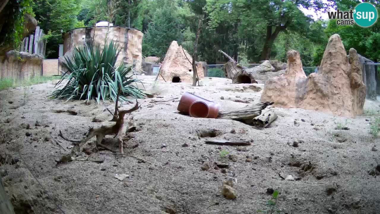 Web kamera Zoo Ljubljana – Merkat