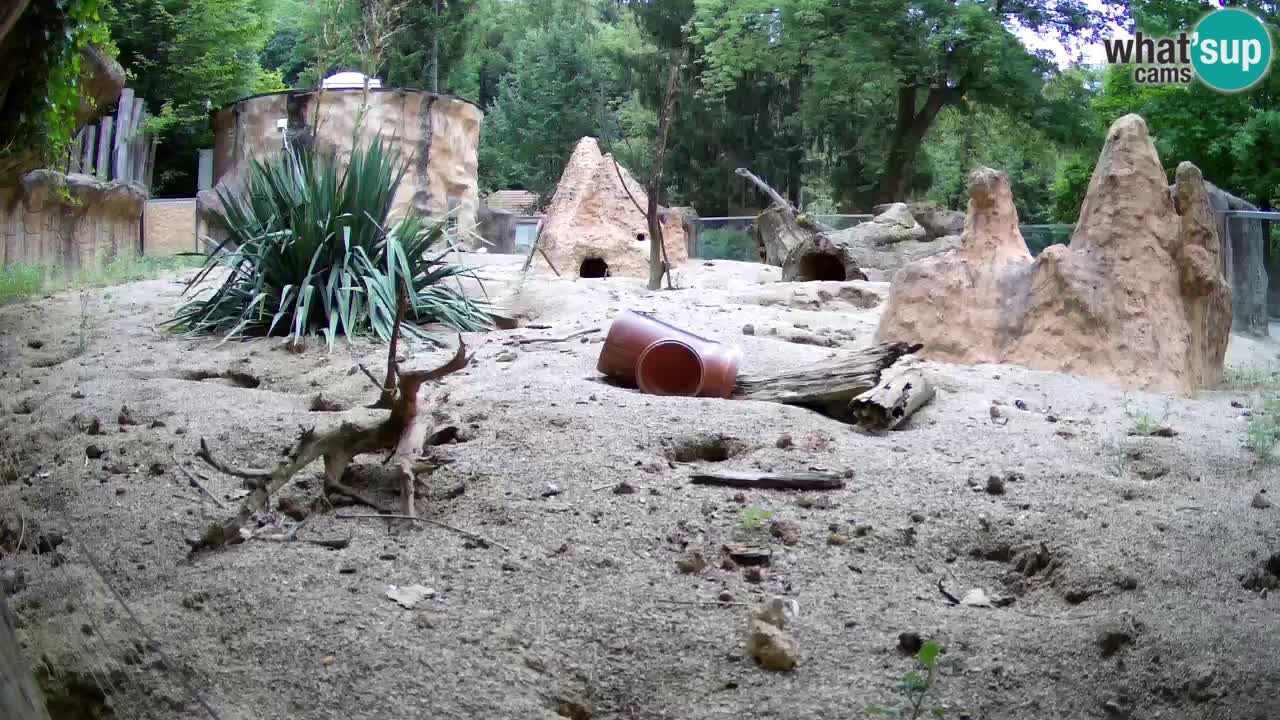 Zoo Ljubljana – Meerkat (Suricata)