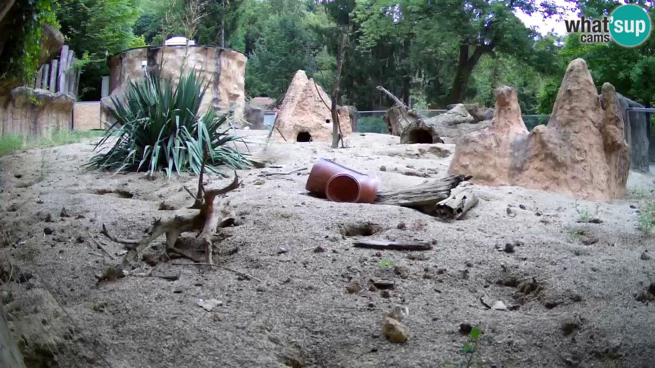 Webcam live Zoo Ljubljana – Suricata