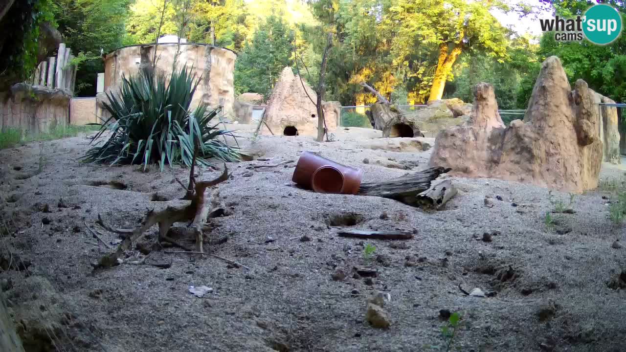 Live cam Zoo Ljubljana – Erdmännchen