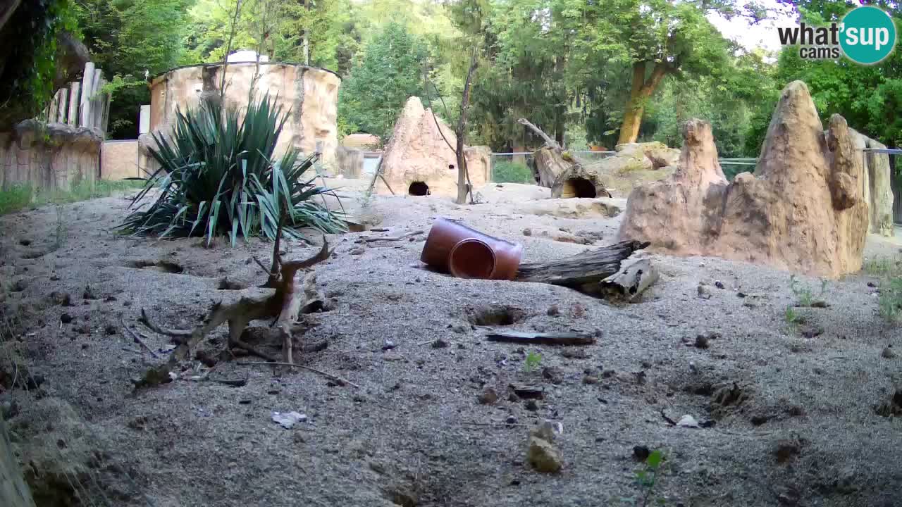 Web kamera Zoo Ljubljana – Merkat