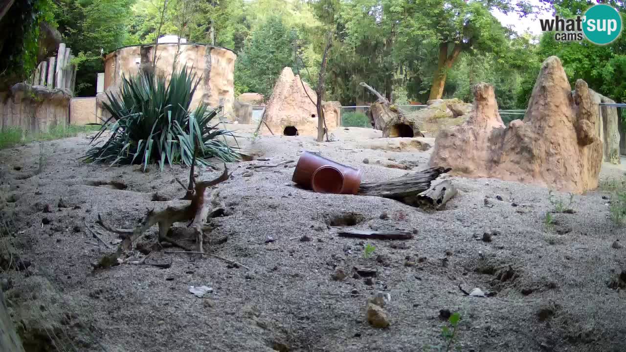 Zoo Ljubljana – Meerkat (Suricata)