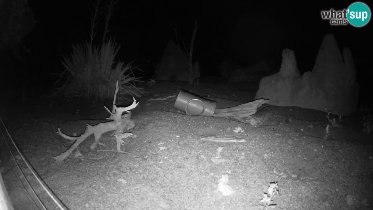 Webcam Zoo Ljubljana – Suricate