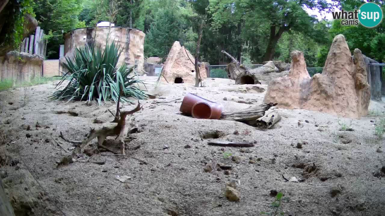 Zoo Ljubljana – Live webcam Meerkat (Suricata)