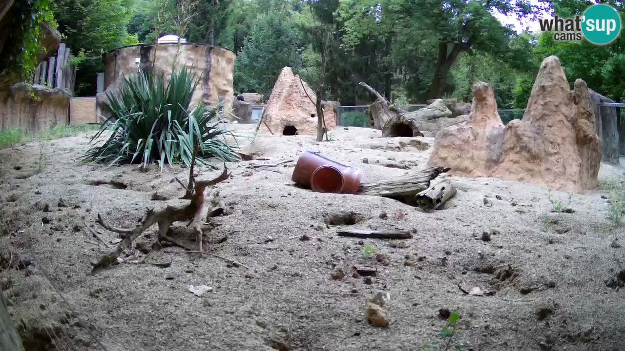 Zoo Ljubljana – Live webcam Meerkat (Suricata)