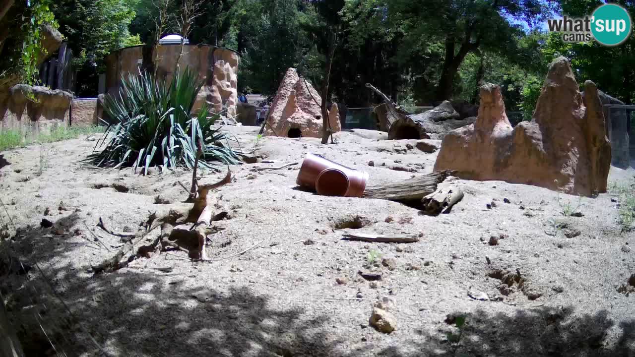 Webcam Zoo Ljubljana – Suricate