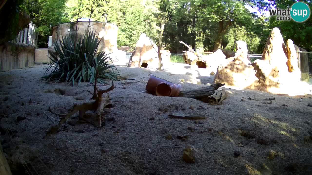 Live cam Zoo Ljubljana – Erdmännchen