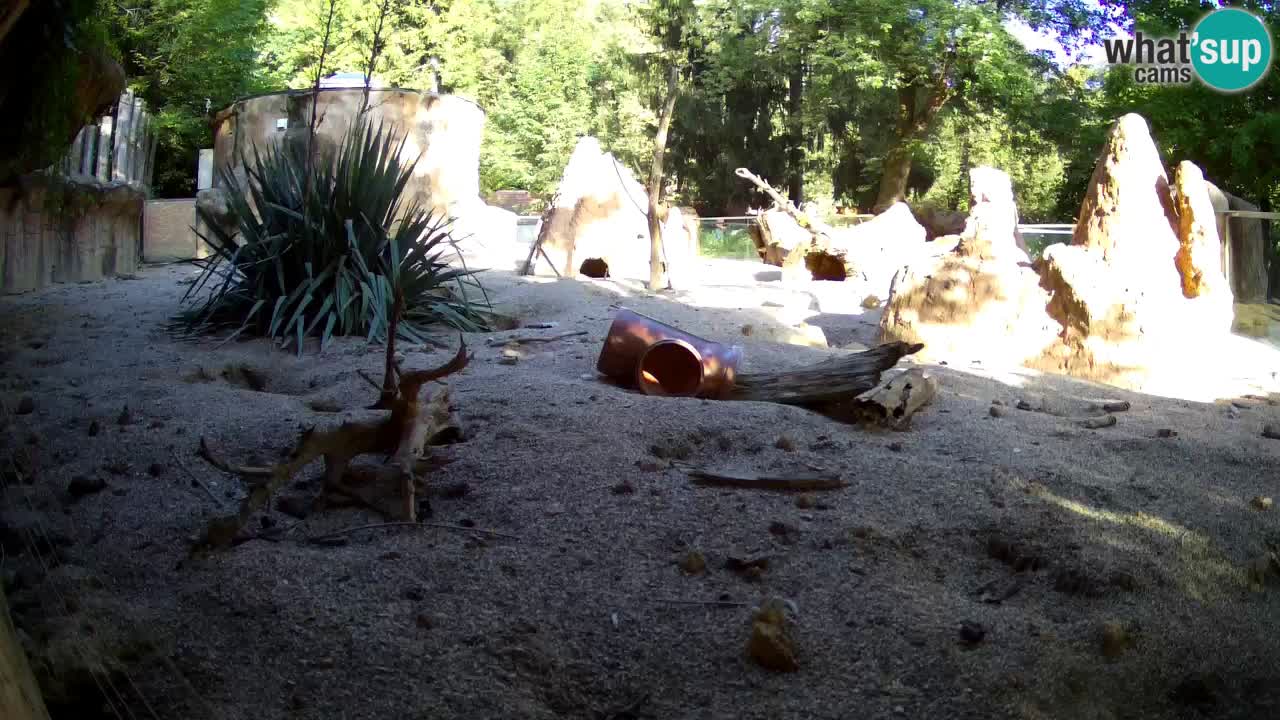 Zoo Ljubljana – Live webcam Meerkat (Suricata)