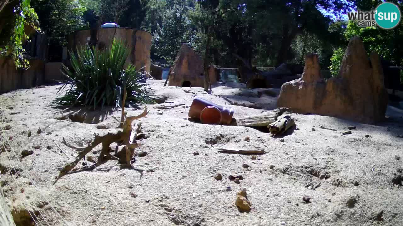 Zoo Ljubljana – Live webcam Meerkat (Suricata)