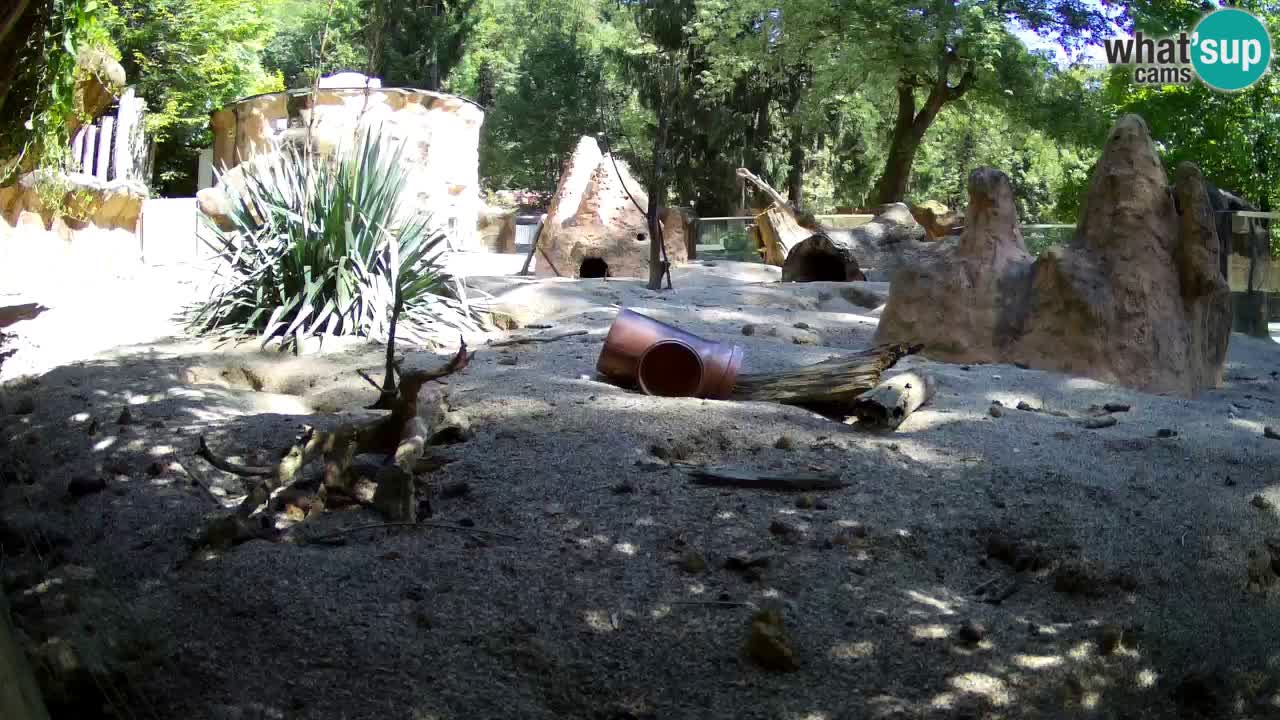 Webcam Zoo Ljubljana – Suricate