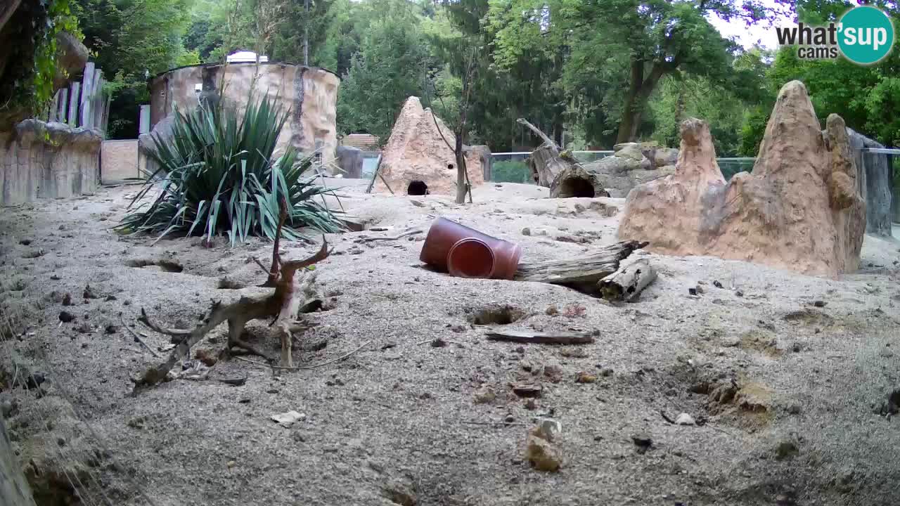 Webcam live Zoo Ljubljana – Suricata
