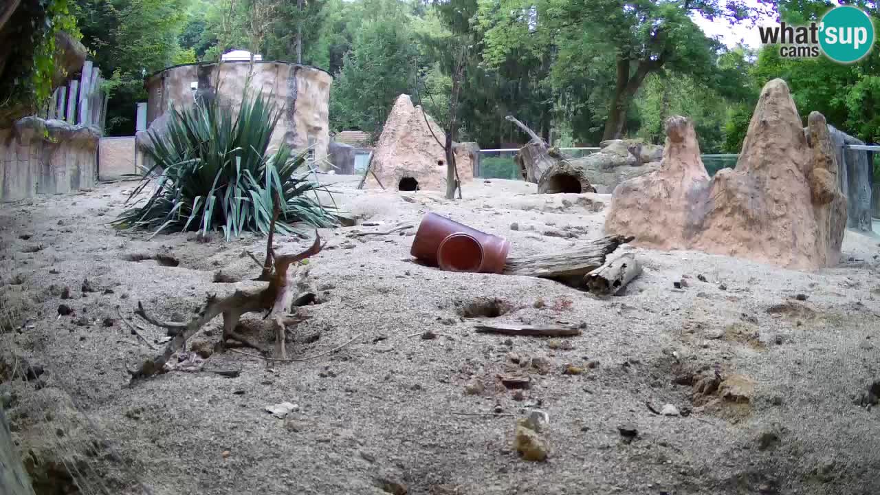 Webcam Zoo Ljubljana – Suricate