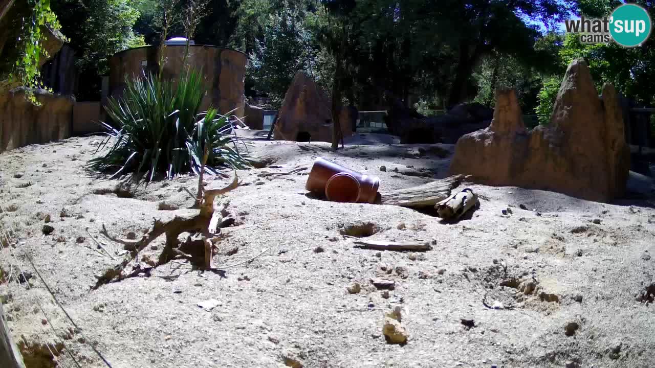 Webcam live Zoo Ljubljana – Suricata