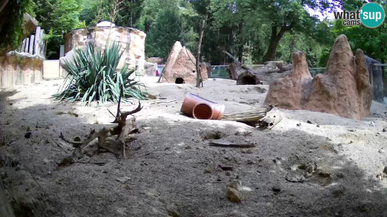 Live cam Zoo Ljubljana – Erdmännchen