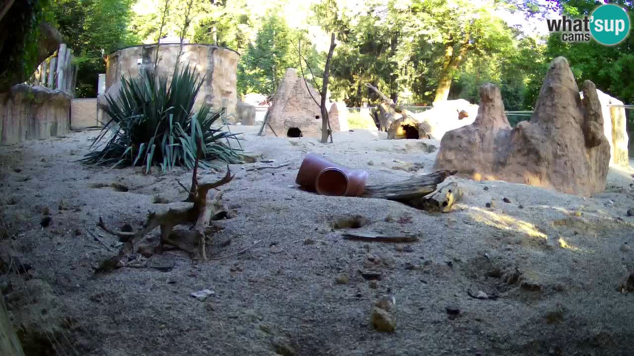 Live cam Zoo Ljubljana – Erdmännchen