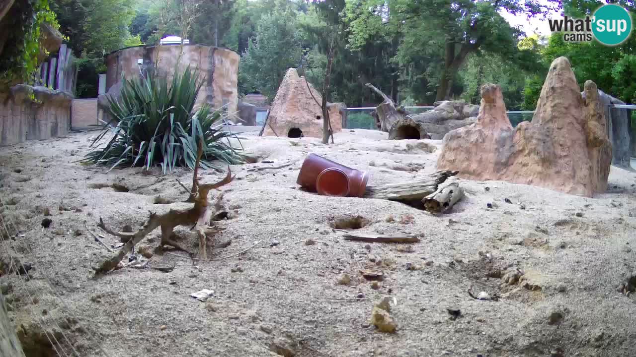 Zoo Ljubljana – Live webcam Meerkat (Suricata)