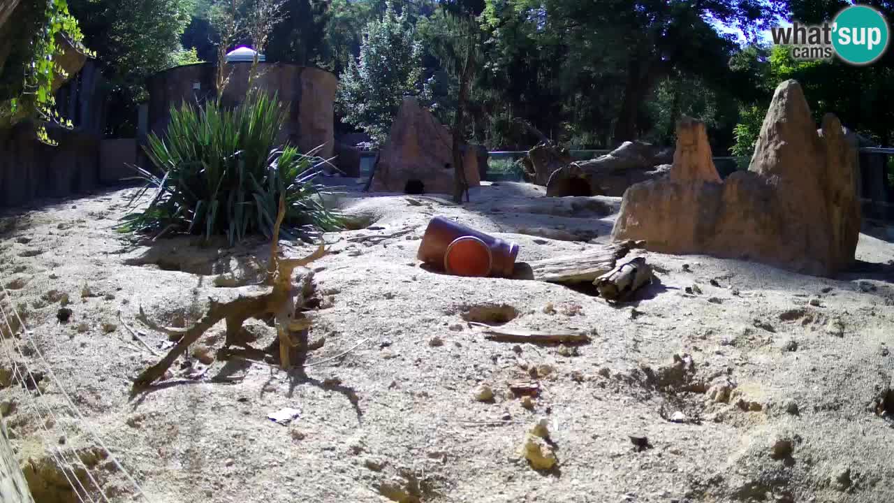 Zoo Ljubljana – Meerkat (Suricata)