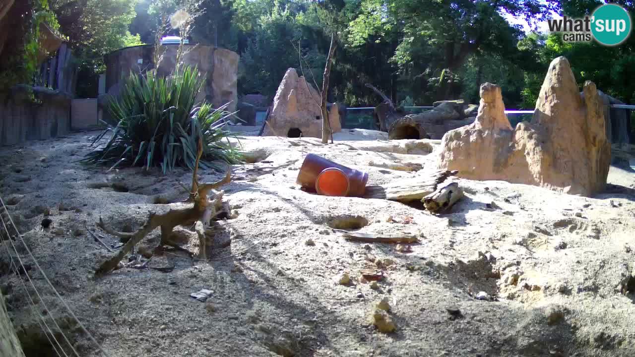 Zoo Ljubljana – Live webcam Meerkat (Suricata)