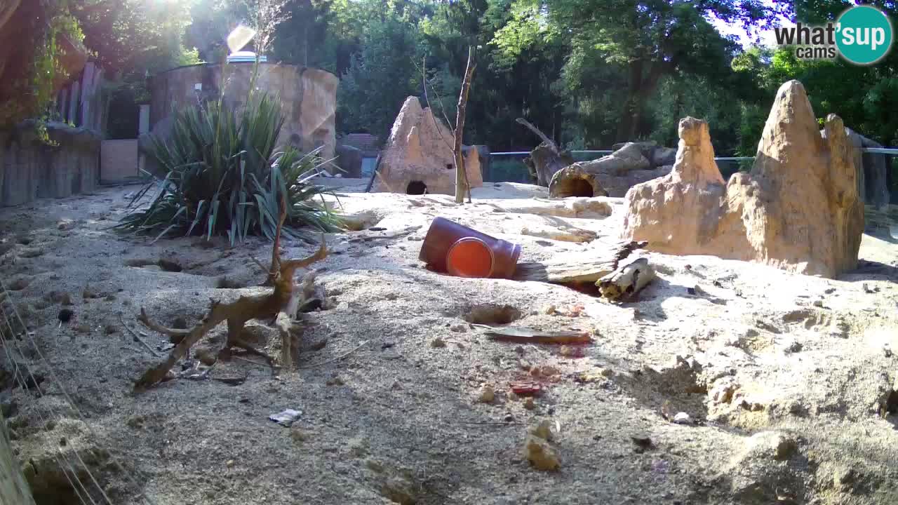 Zoo Ljubljana – Meerkat (Suricata)