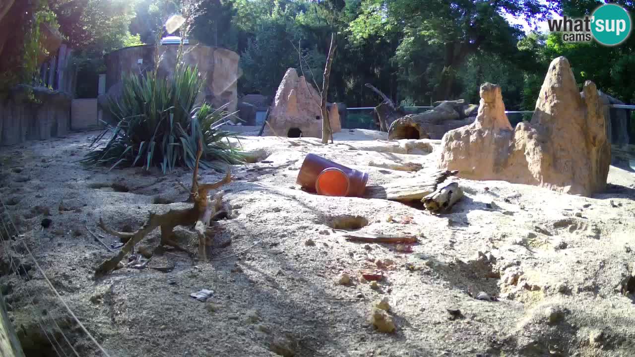 Live cam Zoo Ljubljana – Erdmännchen