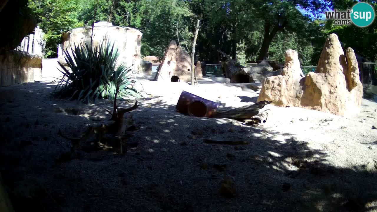 Live cam Zoo Ljubljana – Erdmännchen