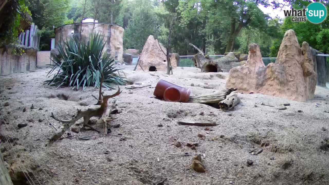 Web kamera Zoo Ljubljana – Merkat