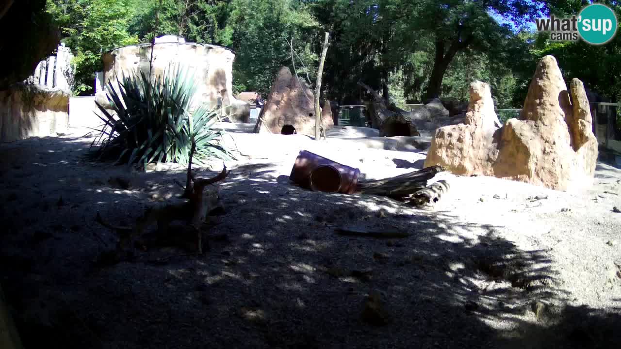 Zoo Ljubljana – Meerkat (Suricata)