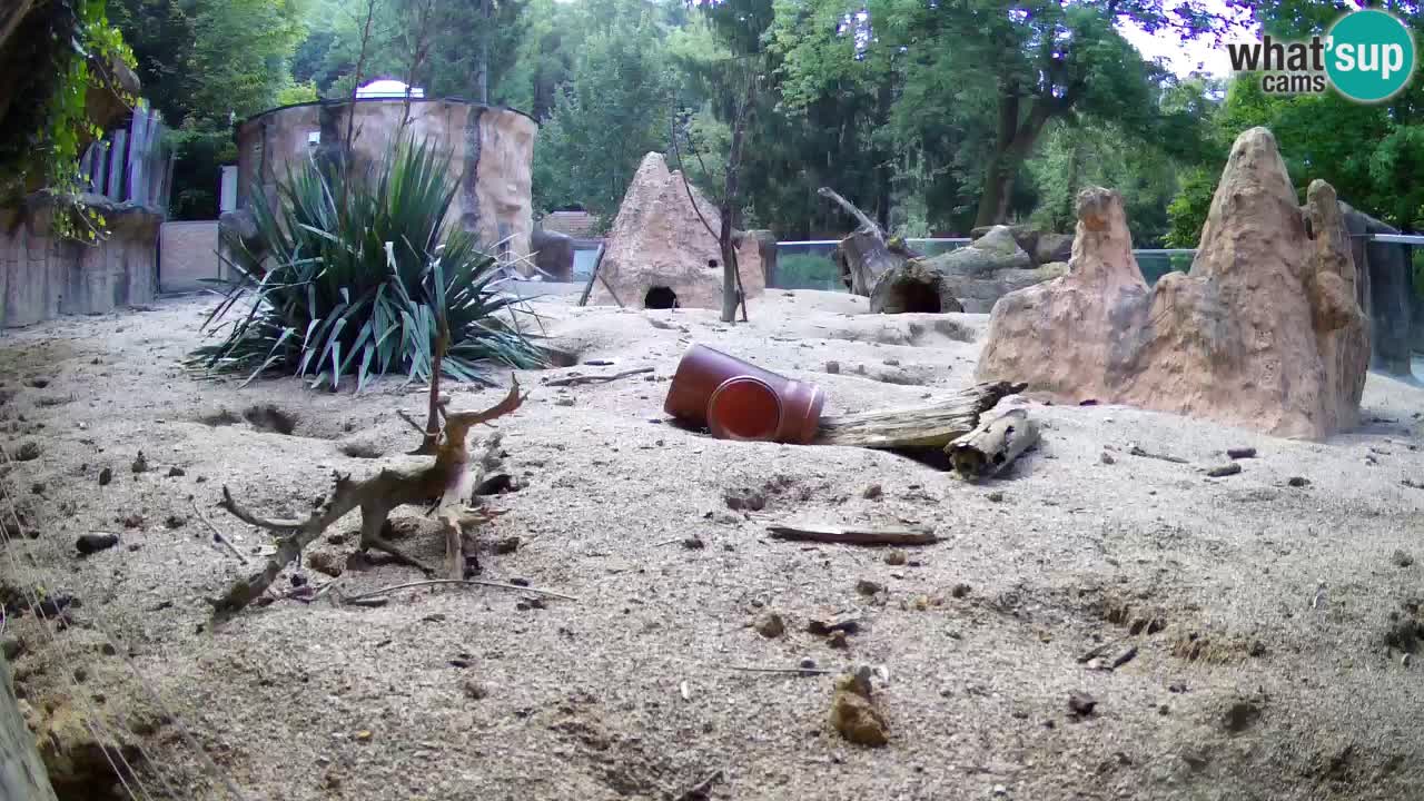 Webcam Zoo Ljubljana – Suricate