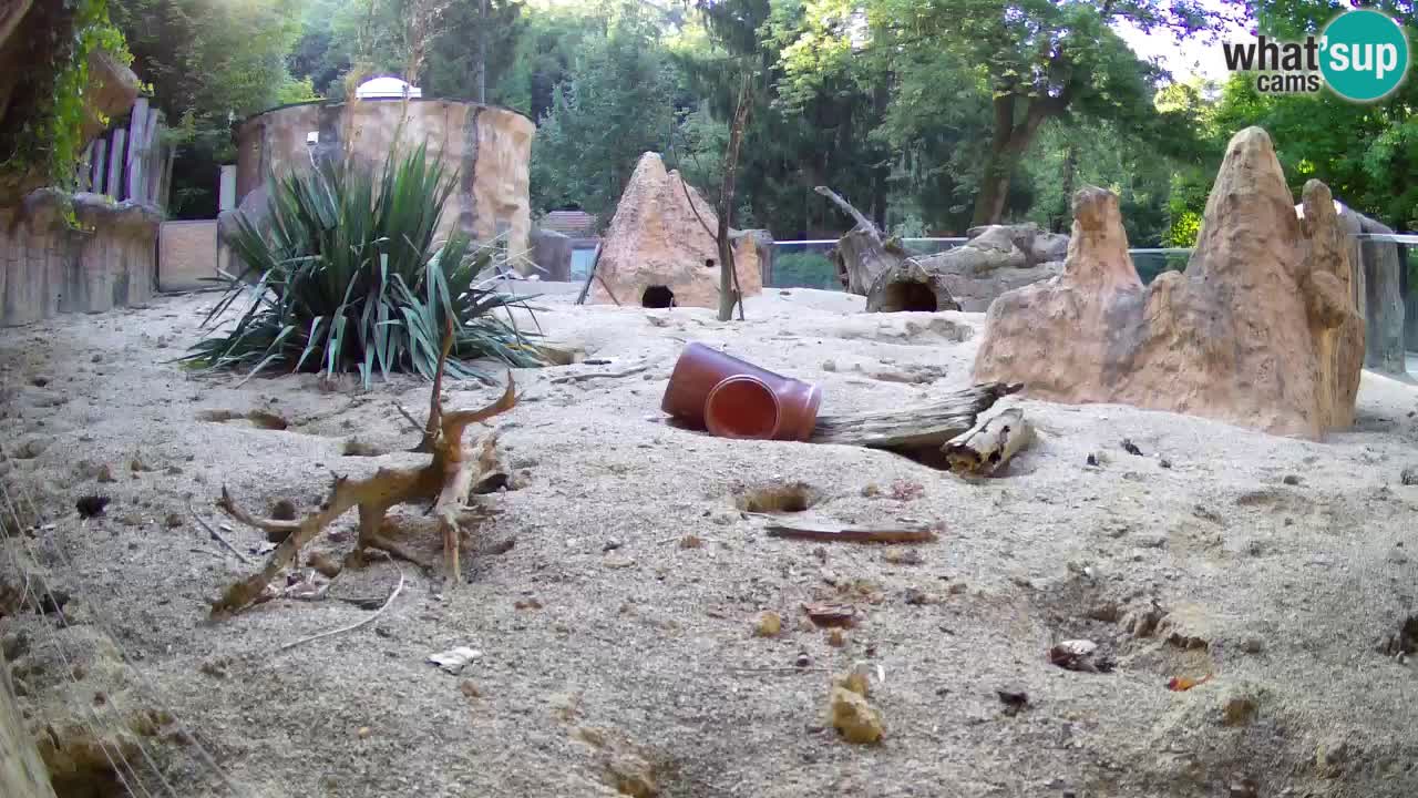 Zoo Ljubljana – Live webcam Meerkat (Suricata)