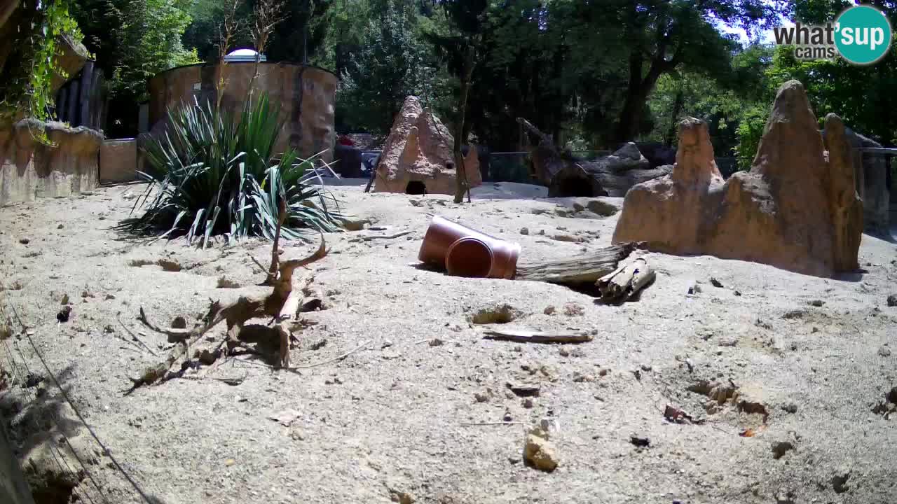 Webcam live Zoo Ljubljana – Suricata