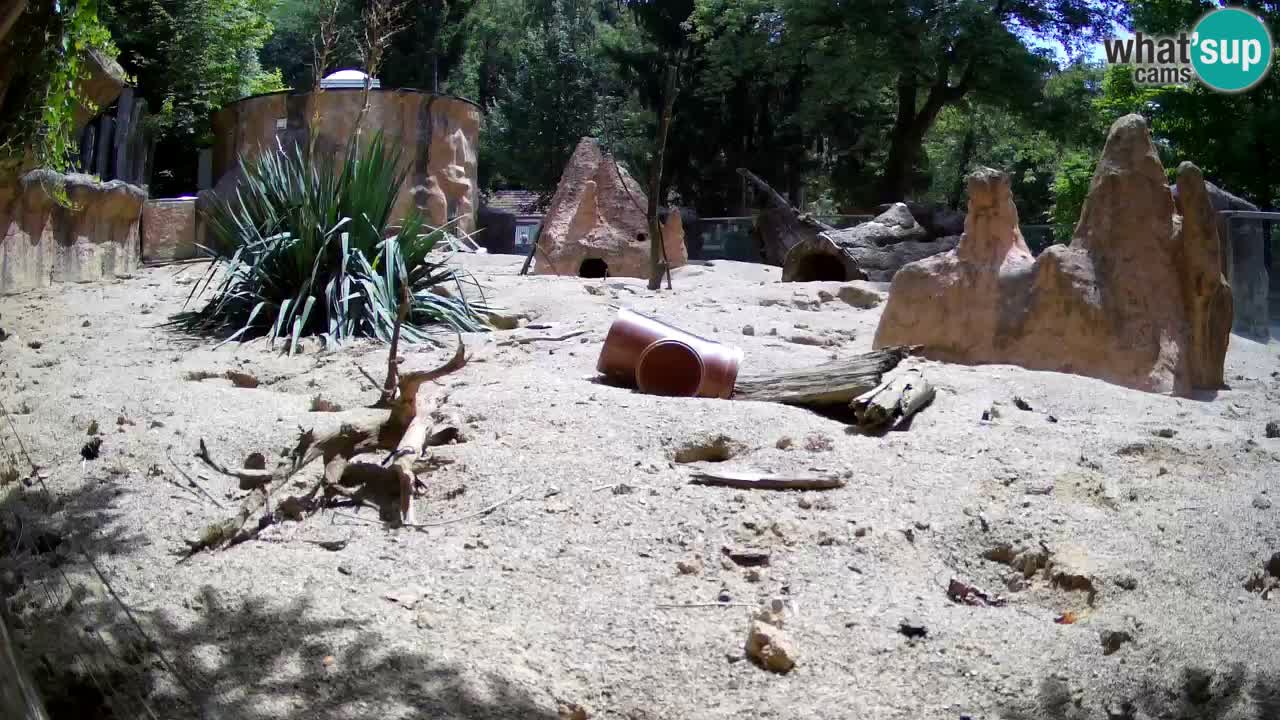 Zoo Ljubljana – Live webcam Meerkat (Suricata)