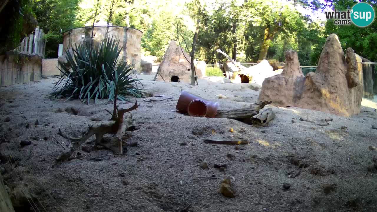 Zoo Ljubljana – Meerkat (Suricata)