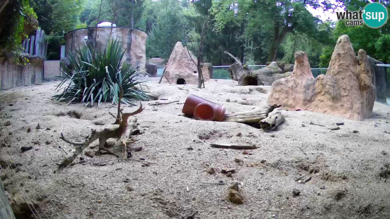 Web kamera Zoo Ljubljana – Merkat